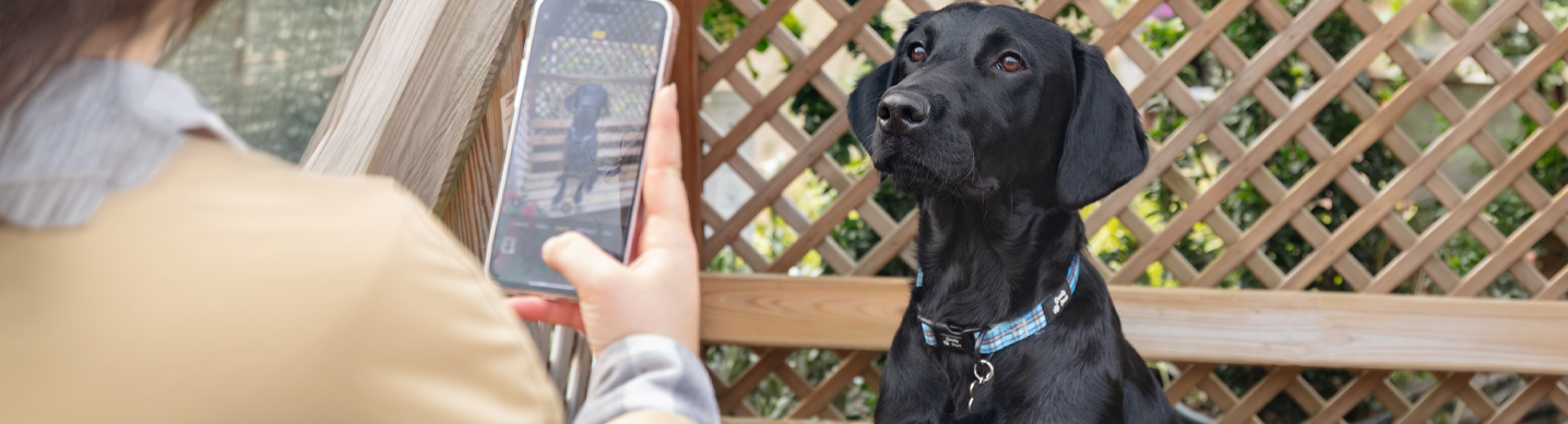 Dogs at Dobbies