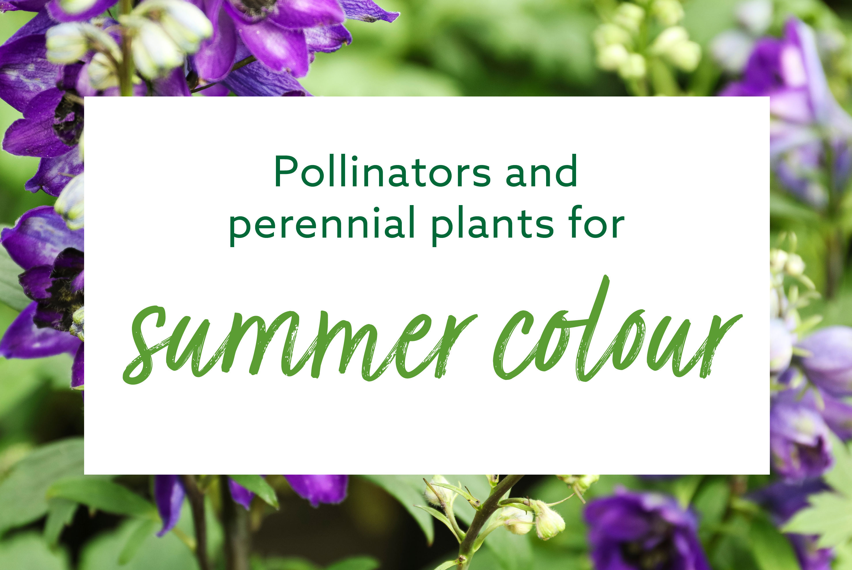 EVNT_11828 Dobbies Expert Live_710 x 475_v12.jpg