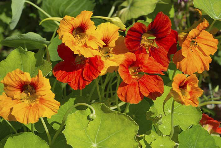 Growing edible flowers