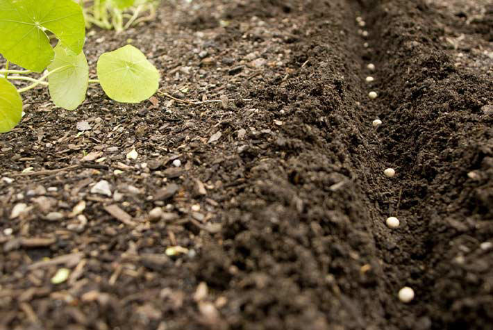 Growing edible flowers