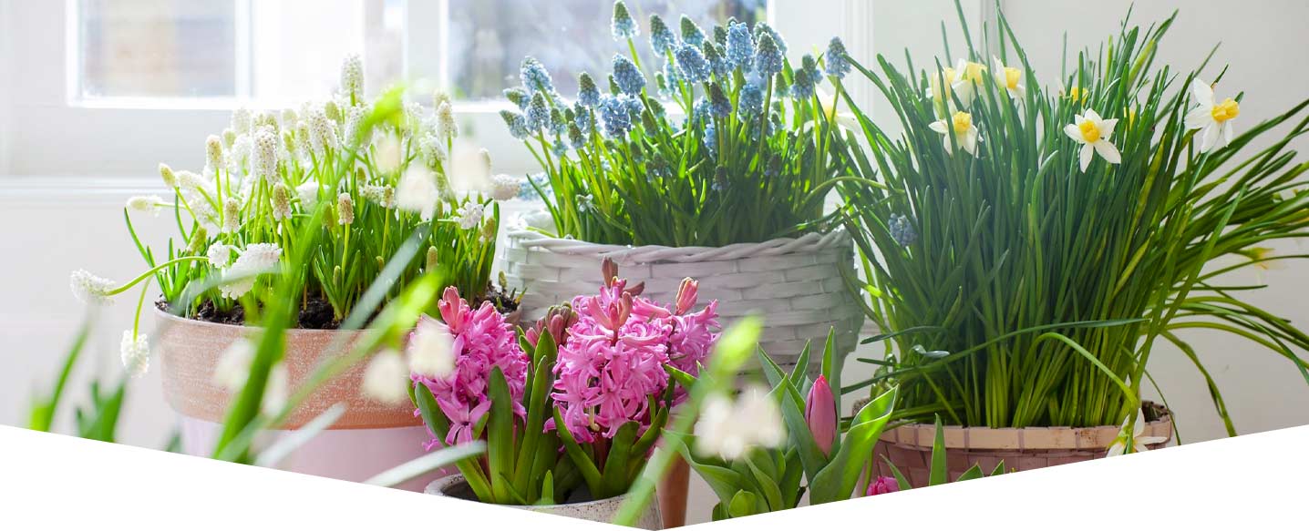 how-to-plant-indoor-bulbs-header.jpg