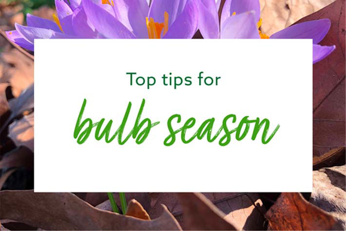 bulb-season-expert-event.jpg