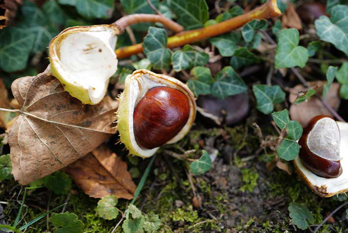 Little Seedlings October