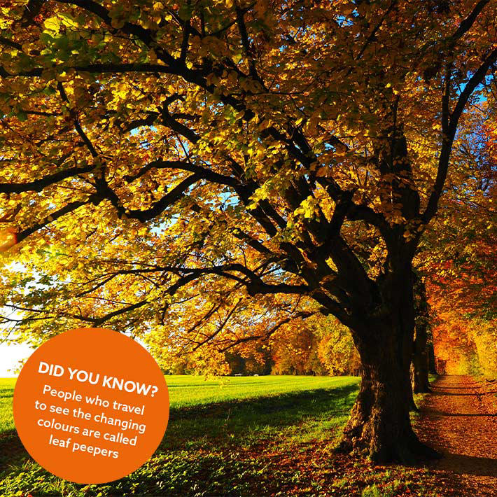 Little Seedlings October