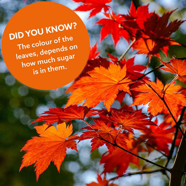 Little Seedlings October