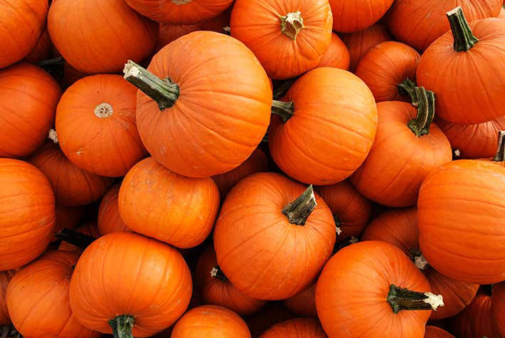 Little Seedlings October