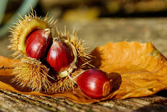 Little Seedlings October