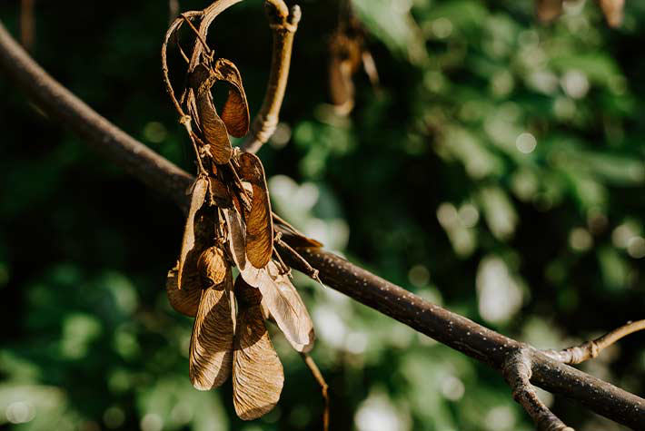Little Seedlings October