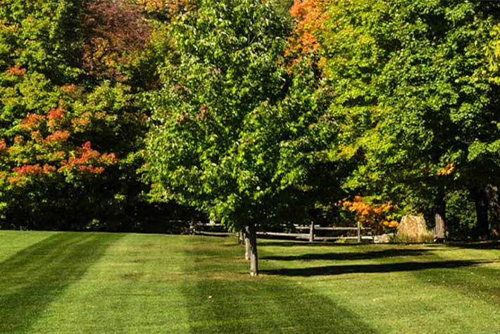 autumn-lawn-care-tile.jpg