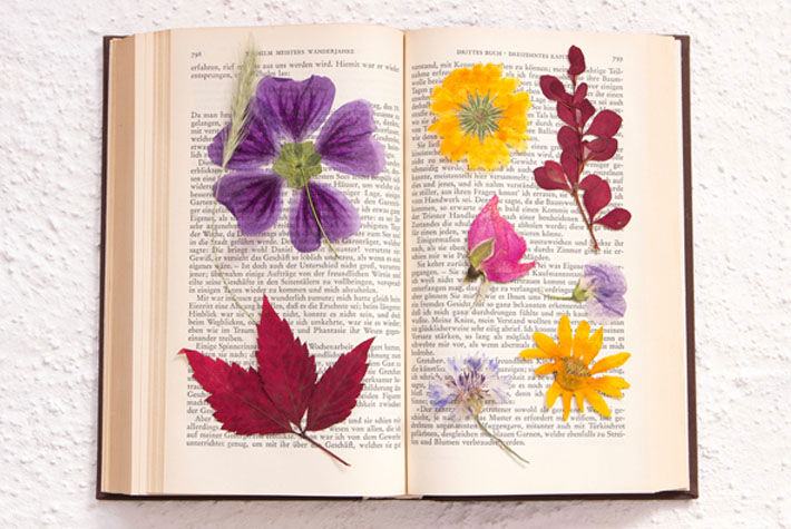 pressed flowers