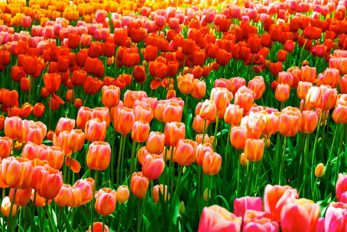 preparing for spring