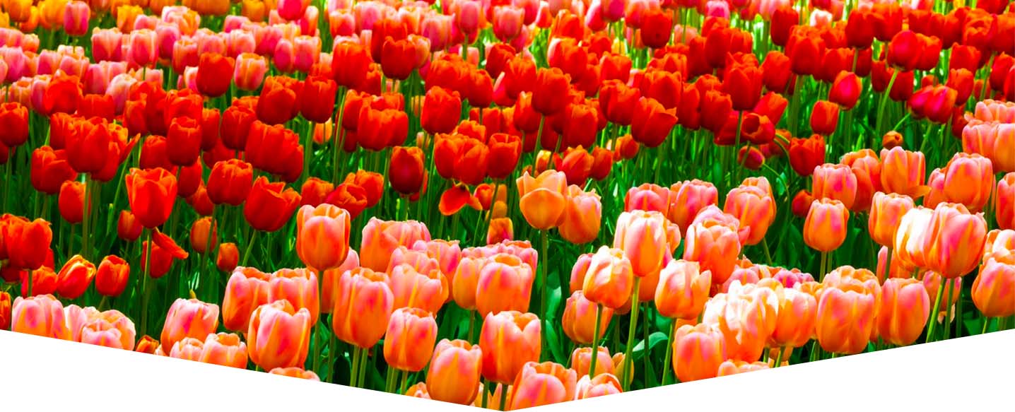 spring-tulips-header.jpg