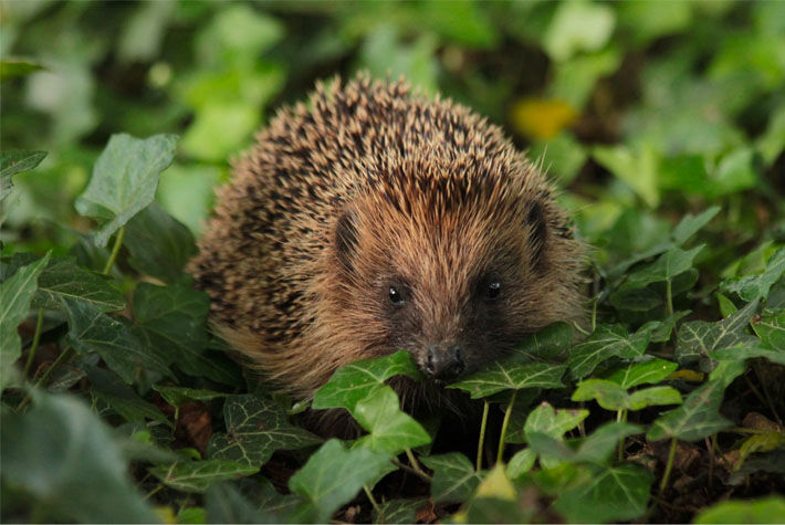 Hedgehog surrounded by foliage