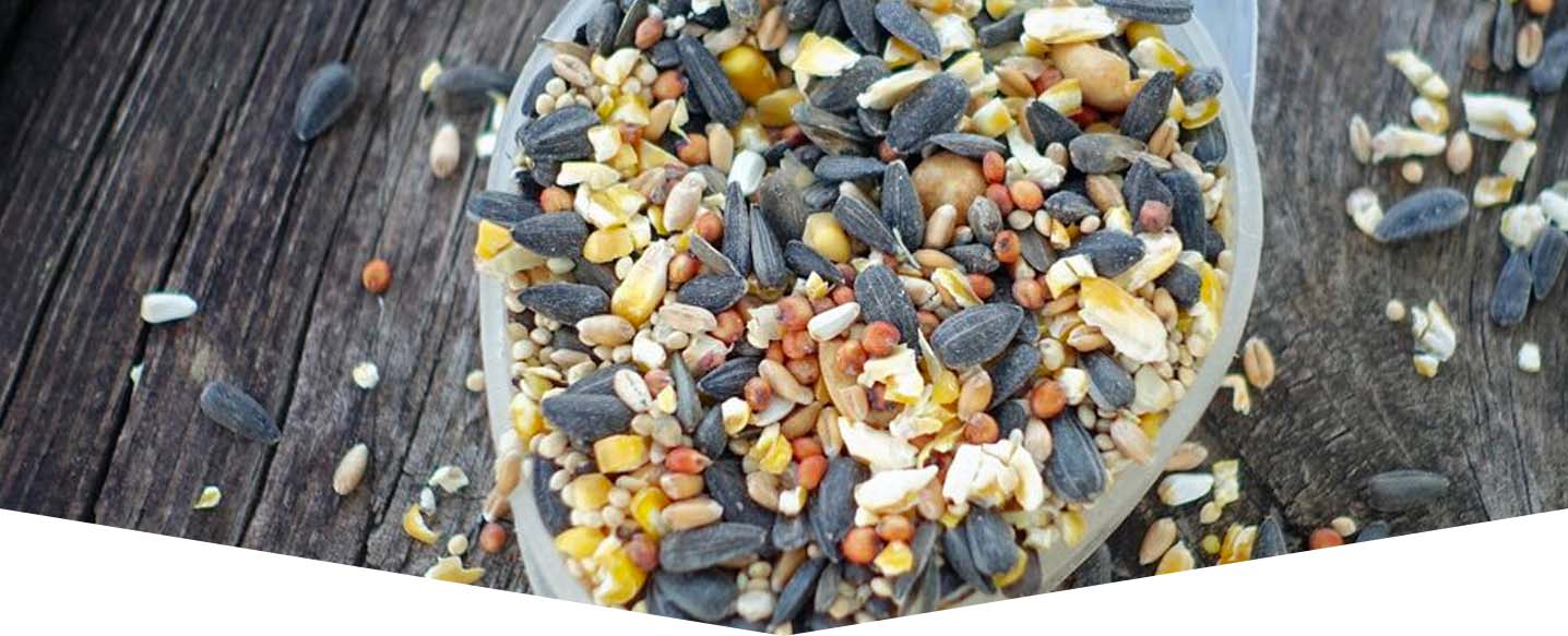 bowl of bird feed seeds