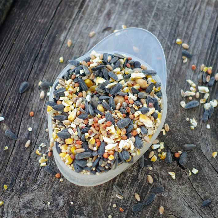 bowl of bird feed seeds