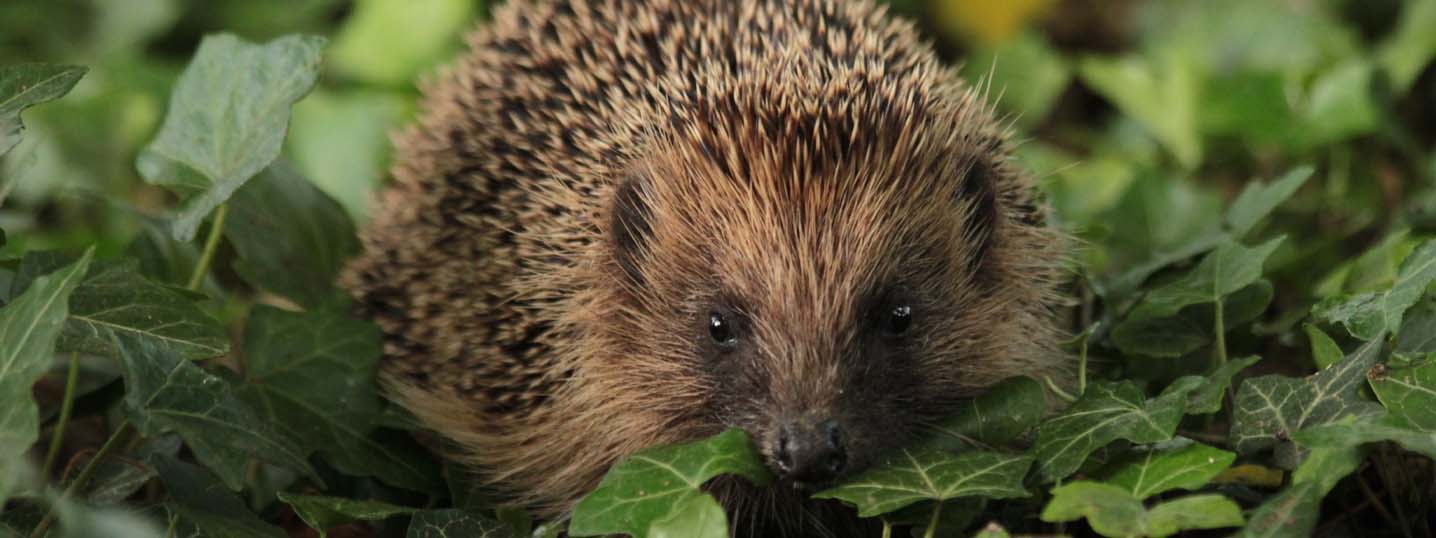 Hedgehog surrounded by foliage