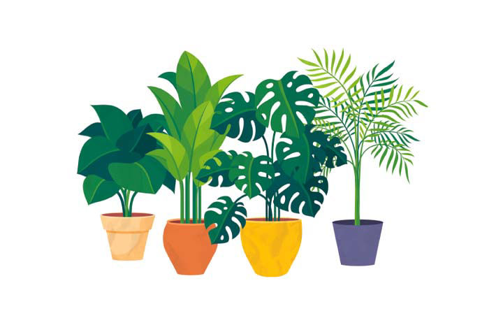 houseplants illustration