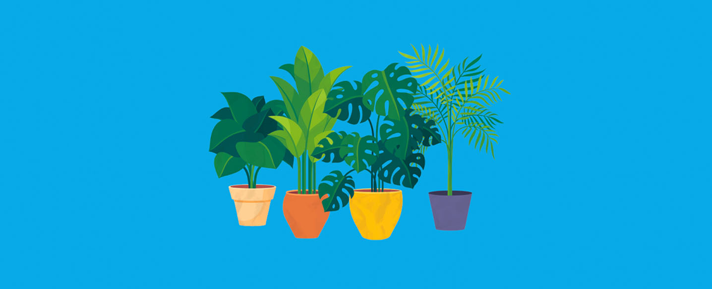 houseplants illustration