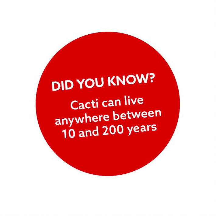 cactus activity