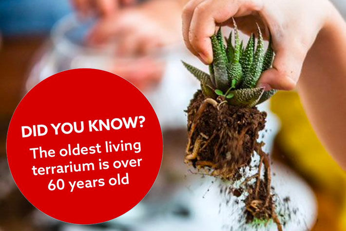 terrarium activities