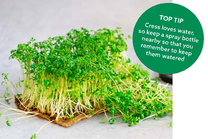 kitchen grown plants