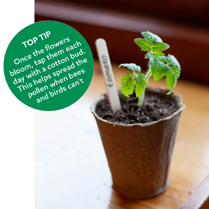 kitchen grown plants