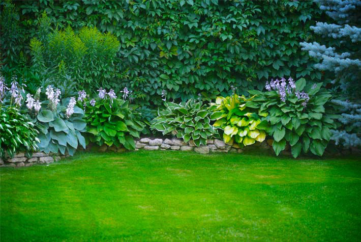 green lawn in front of shrubs