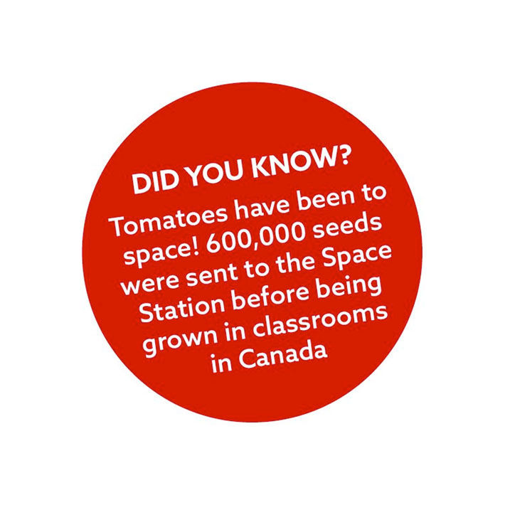 tomato and basil spaghetti