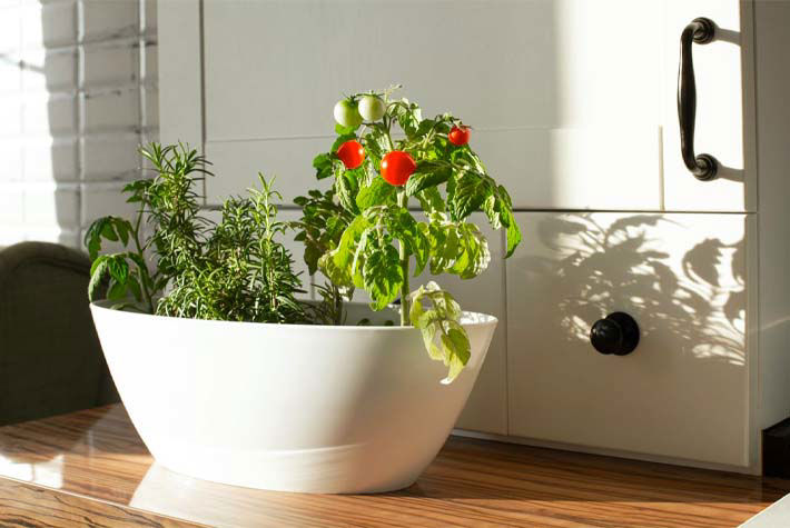 kitchen grown plants