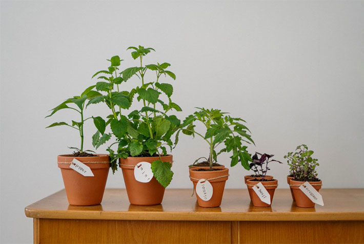 kitchen grown plants