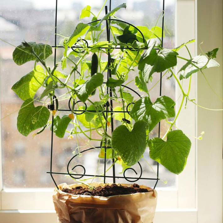 kitchen grown plants