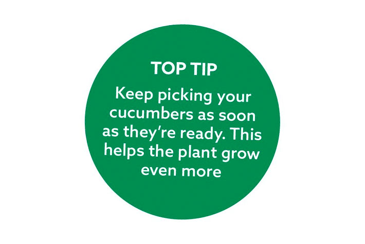 kitchen grown plants