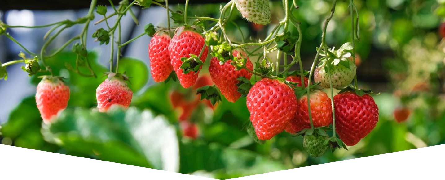 amazing-strawberries-header.jpg