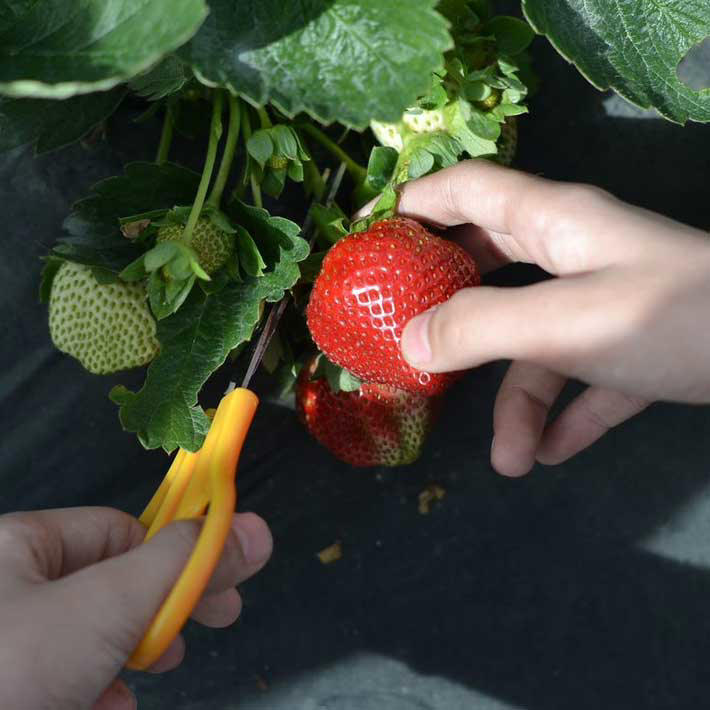 710-cutting-strawberry.jpg