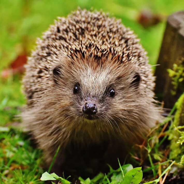 710-hedgehog.jpg