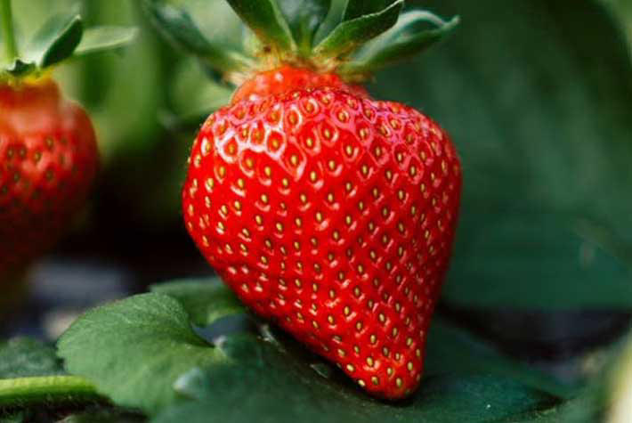475-strawberry.jpg