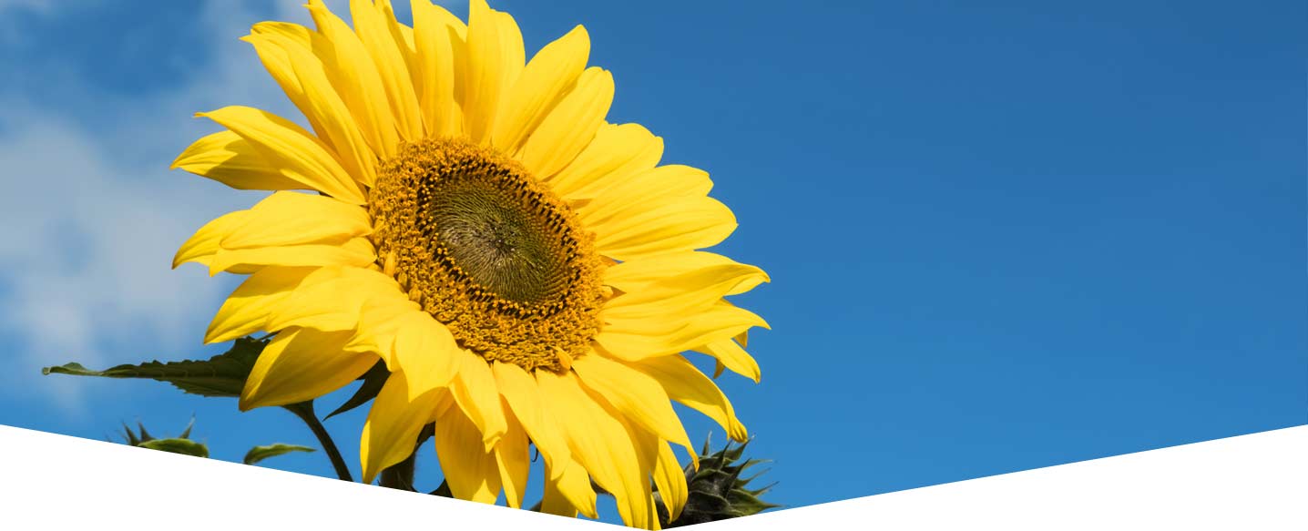 sunflower-header.jpg