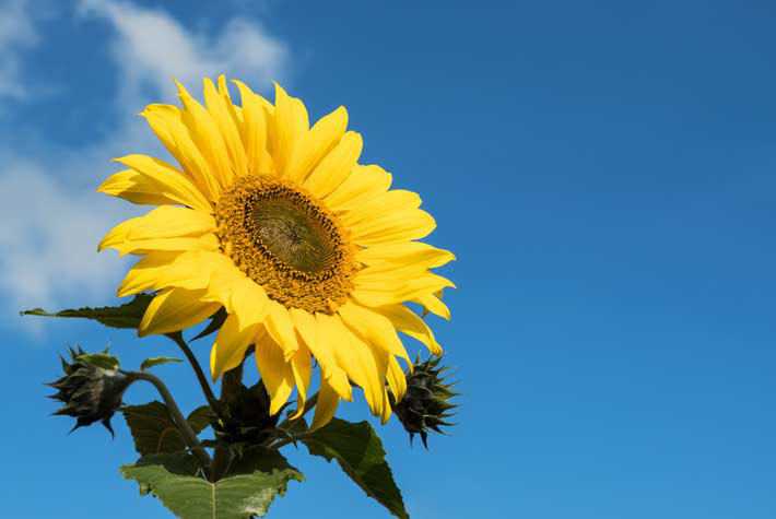 475-sunflower.jpg