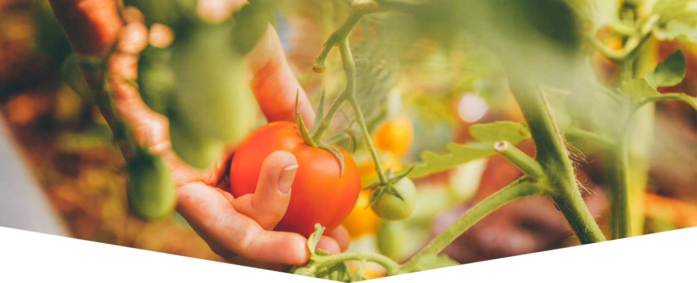 growing-tomatoes-header.jpg