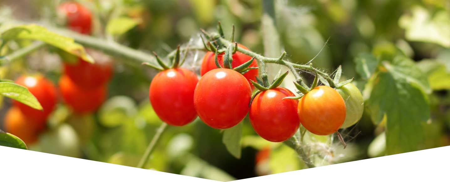tomato-header.jpg