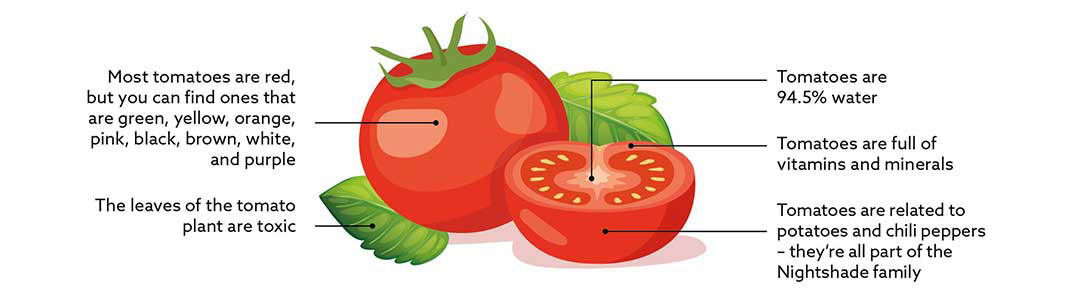 475-tomato-facts.jpg