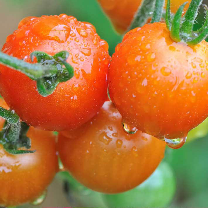 710-wet-tomatos.jpg
