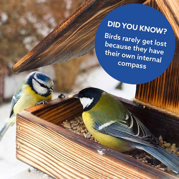 birds-in-winter.jpg