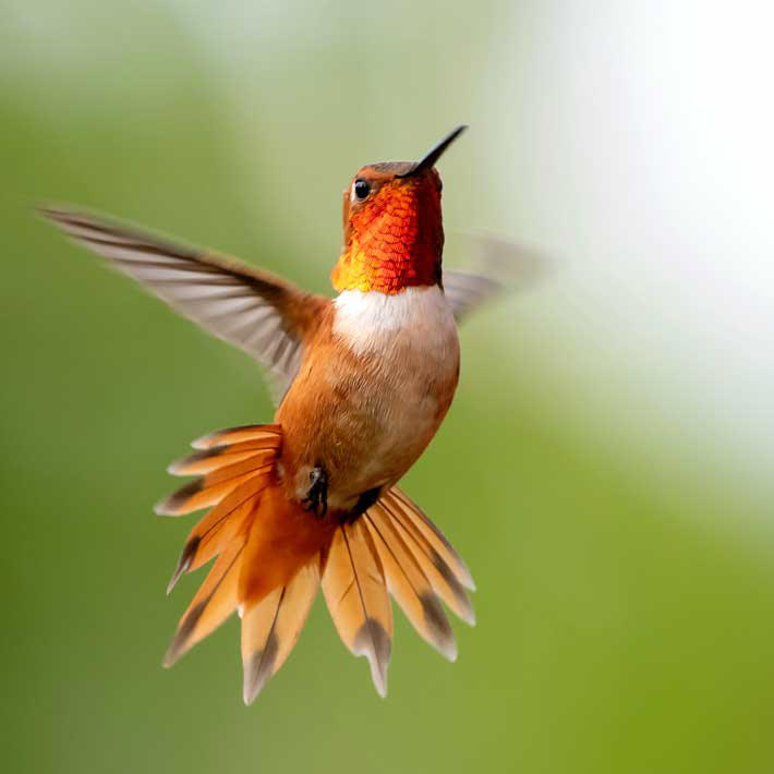 humming-bird.jpg