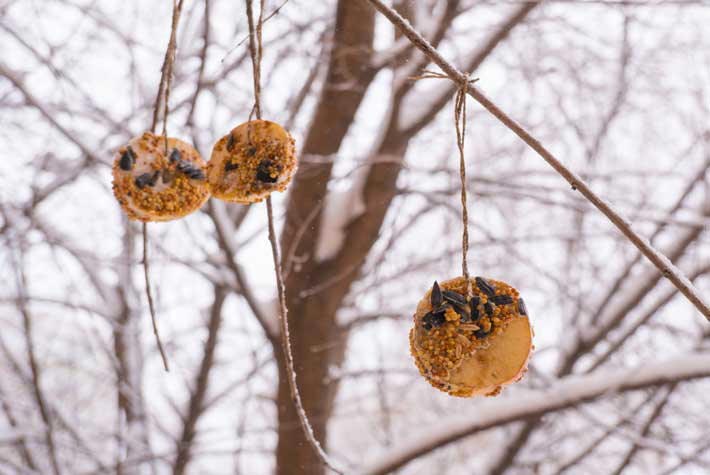homemade-bird-feeder.jpg