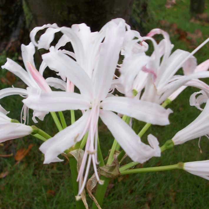 599296-Nerine-Ella-K-710x710.jpg
