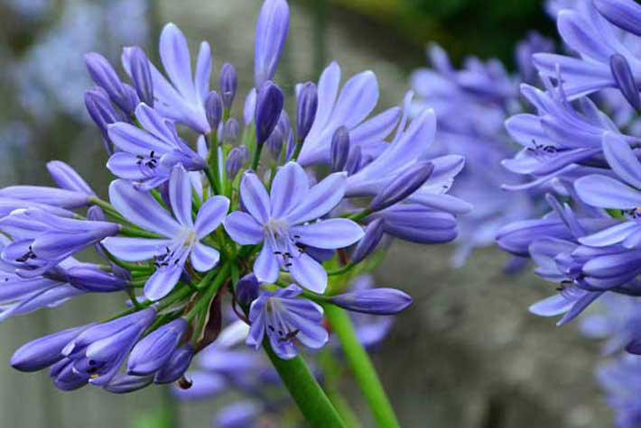 599304-Agapanthus-Dr-Brouwer-710x475.jpg