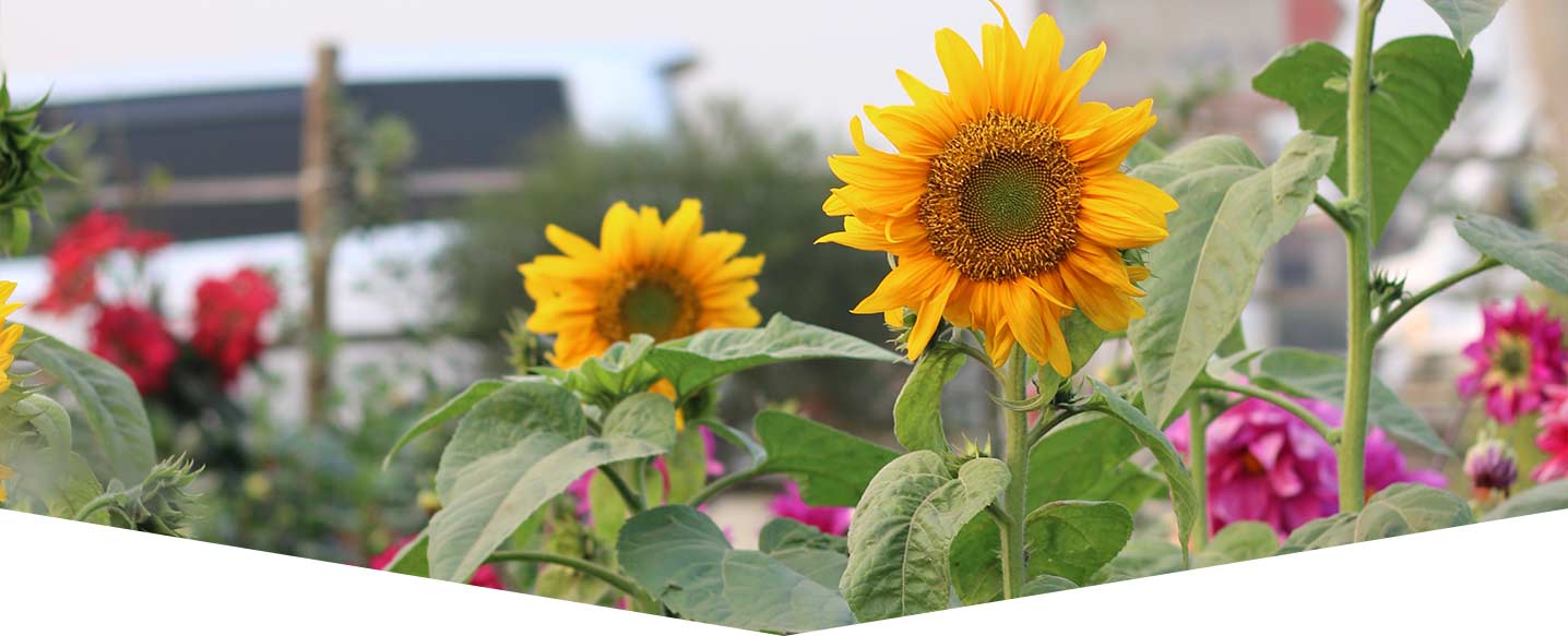 Grow your own sunflower