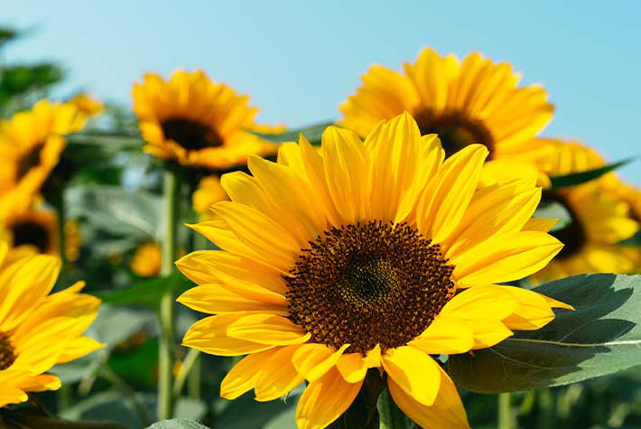 Super sunflowers