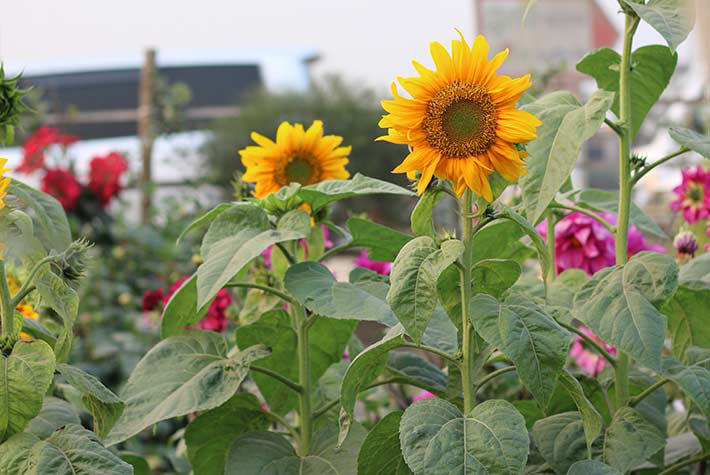 Grow your own sunflower